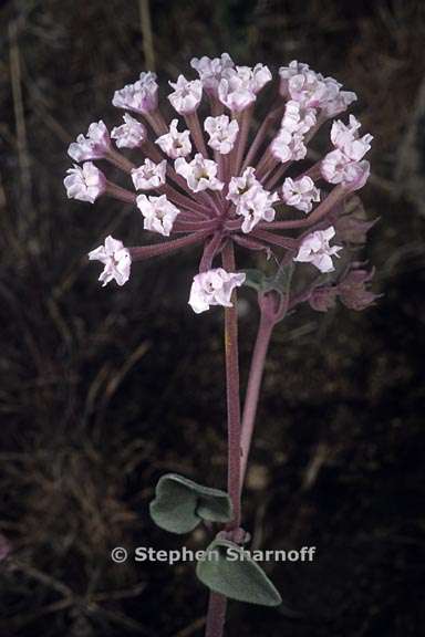 abronia turbinata 2 graphic